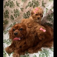 Cavapoo - Bitches