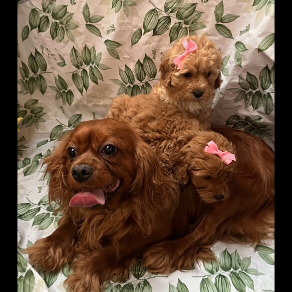 Cavapoo - Bitches