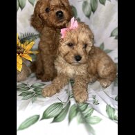 Cavapoo - Bitches