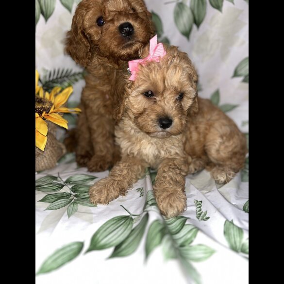 Cavapoo - Bitches