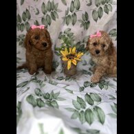 Cavapoo - Bitches