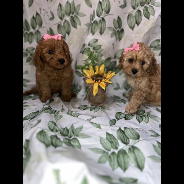 Cavapoo - Bitches