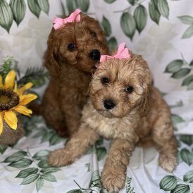 Cavapoo - Bitches