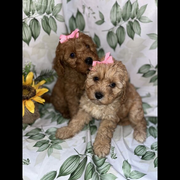 Cavapoo - Bitches