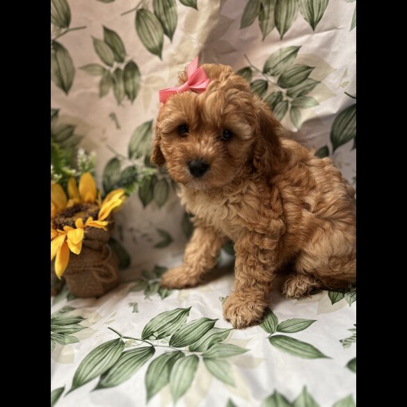 Cavapoo - Bitches