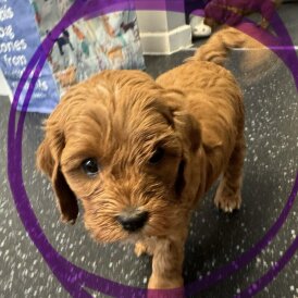 Cavapoo - Both