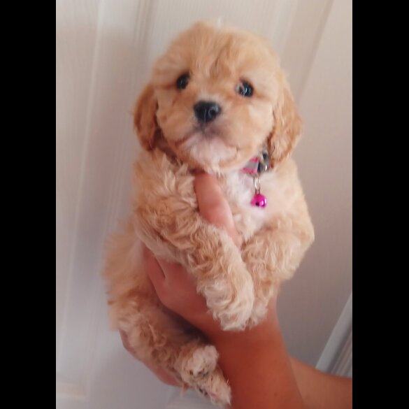 Cavapoo - Both