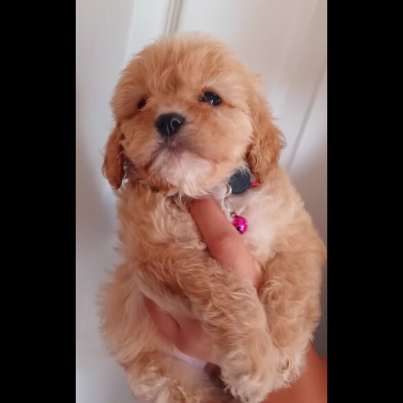 Cavapoo - Both