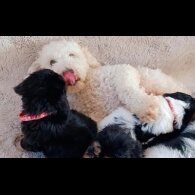 Cavapoo - Both