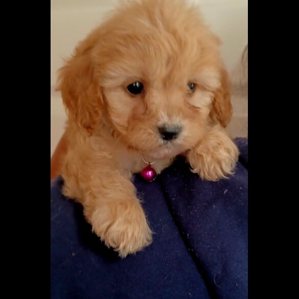 Cavapoo - Both