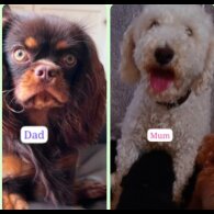 Cavapoo - Both