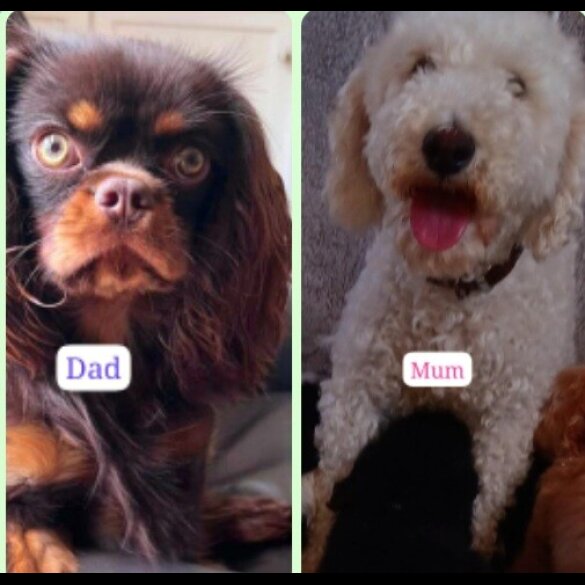 Cavapoo - Both