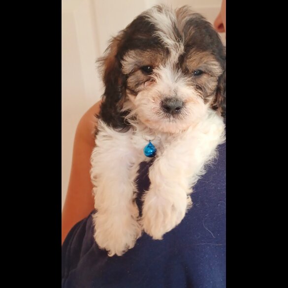 Cavapoo - Both