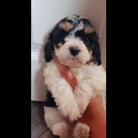 Cavapoo - Both