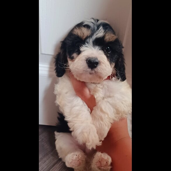 Cavapoo - Both
