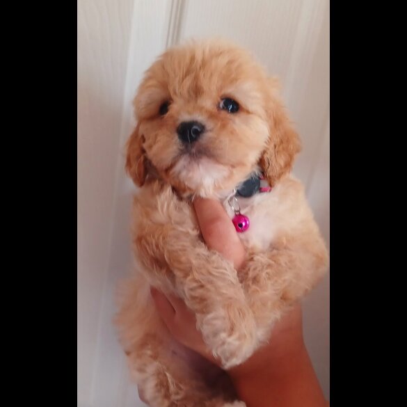 Cavapoo - Both