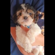 Cavapoo - Both