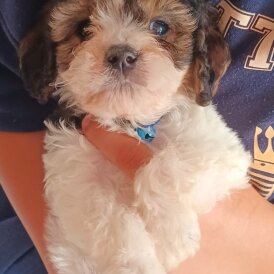 Cavapoo - Both