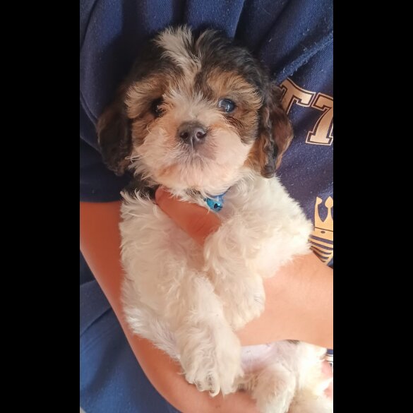 Cavapoo - Both