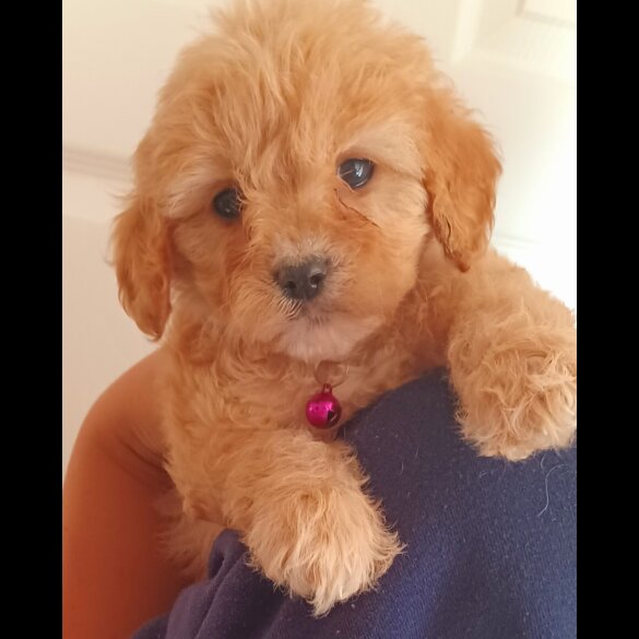 Cavapoo - Both