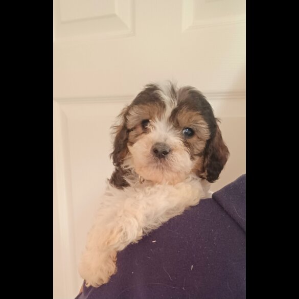 Cavapoo - Both