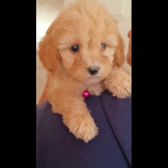 Cavapoo - Both