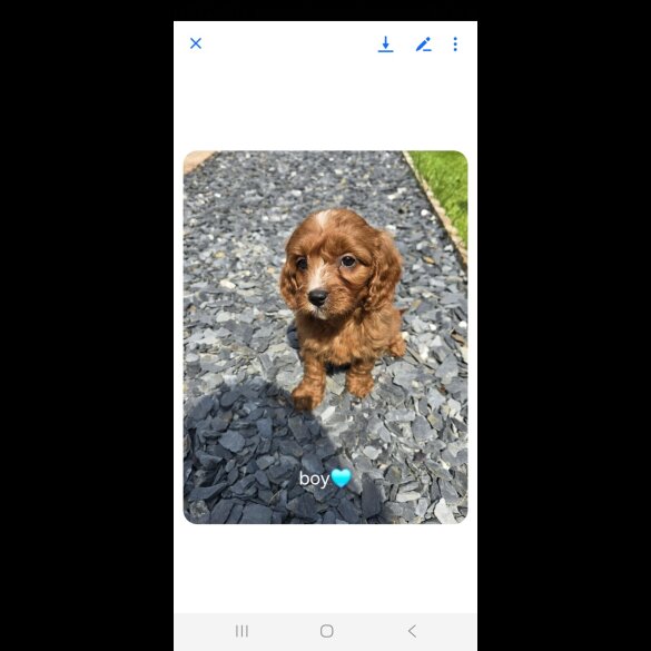 Cavapoo - Both