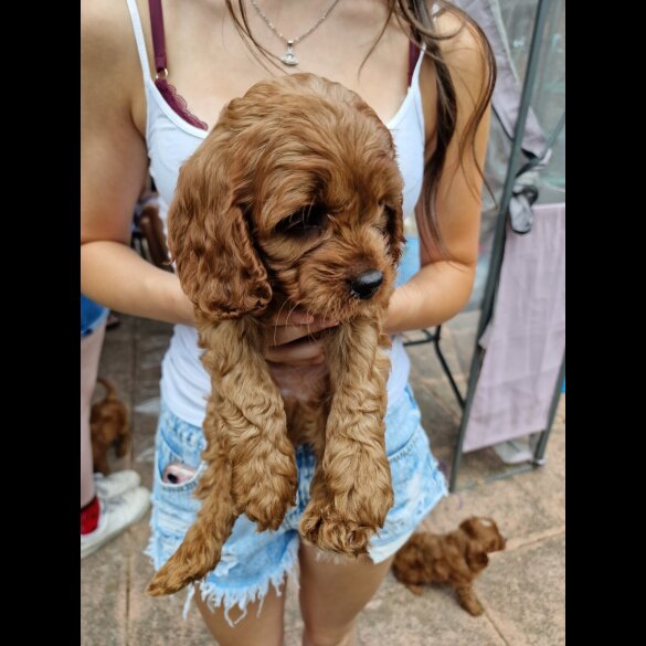 Cavapoo - Both
