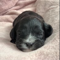 Cavapoo - Both