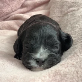 Cavapoo - Both