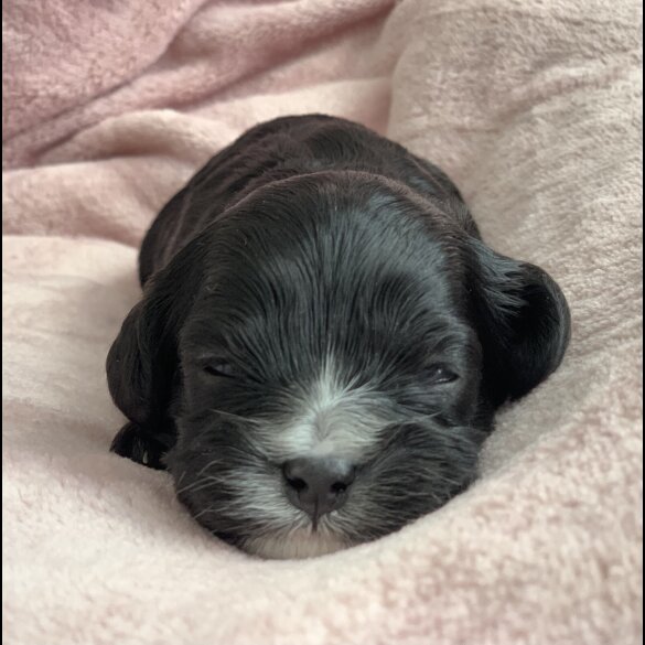 Cavapoo - Both