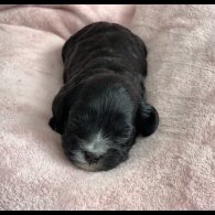 Cavapoo - Both