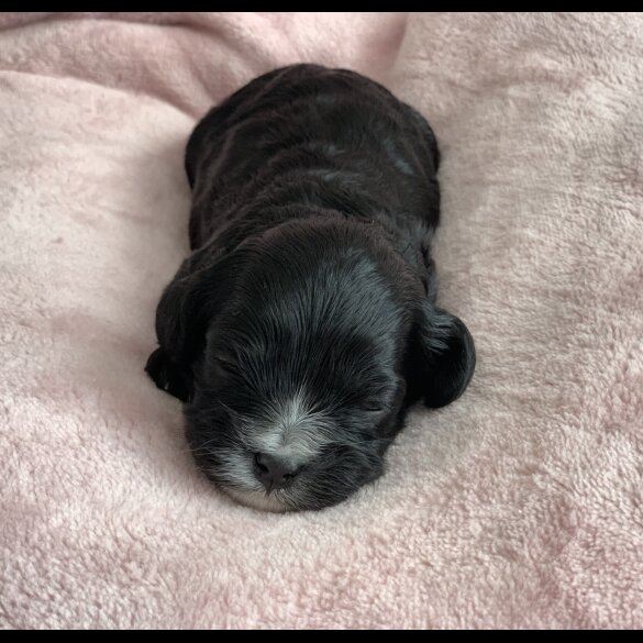 Cavapoo - Both