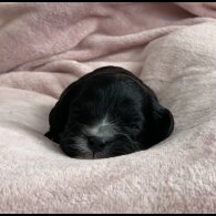 Cavapoo - Both