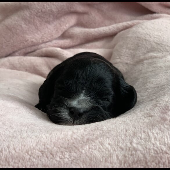 Cavapoo - Both