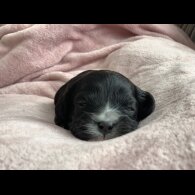 Cavapoo - Both