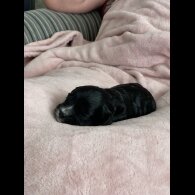 Cavapoo - Both