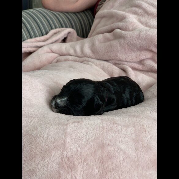 Cavapoo - Both