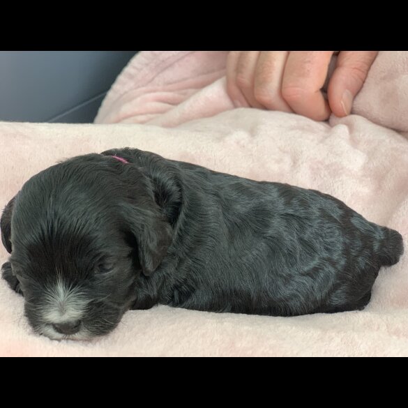 Cavapoo - Both