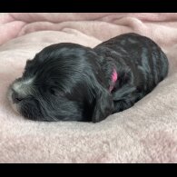 Cavapoo - Both