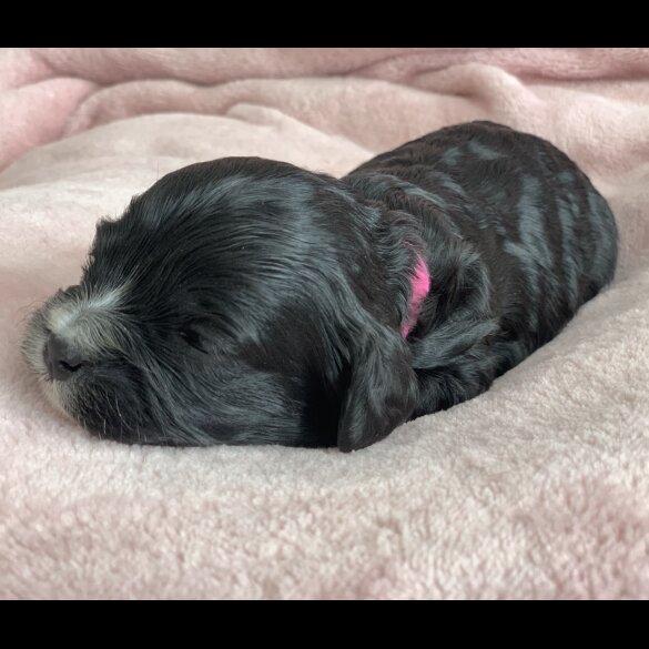 Cavapoo - Both