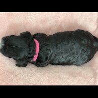 Cavapoo - Both