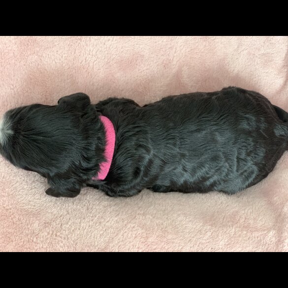 Cavapoo - Both