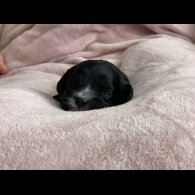 Cavapoo - Both