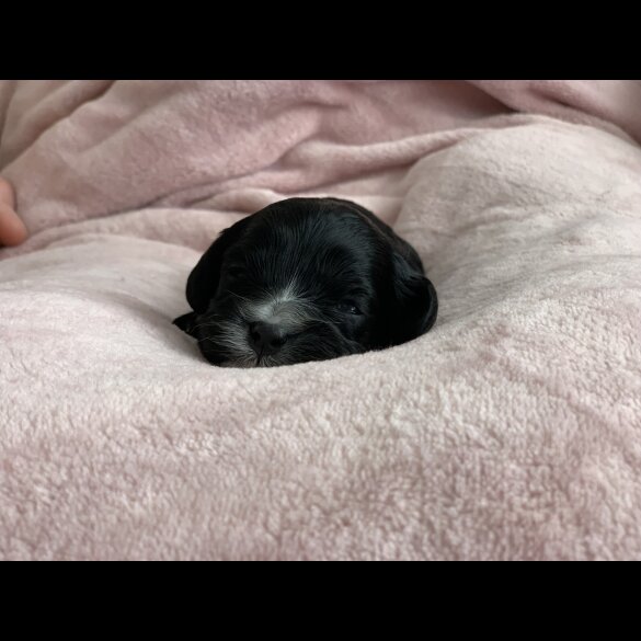 Cavapoo - Both