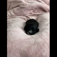 Cavapoo - Both