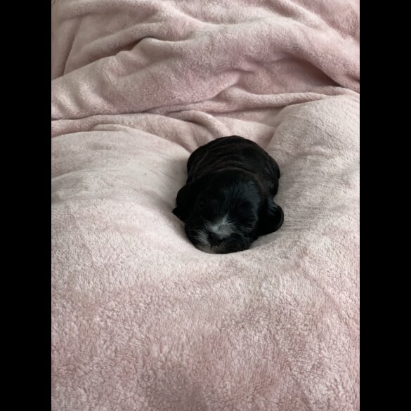Cavapoo - Both