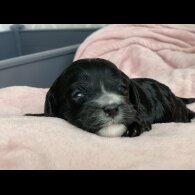 Cavapoo - Both