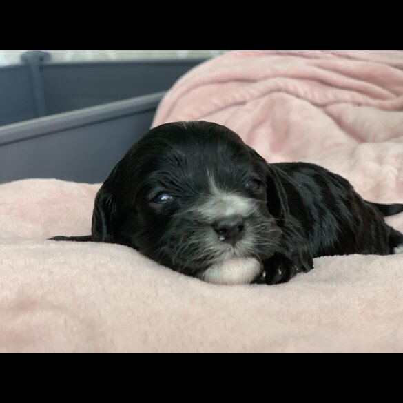 Cavapoo - Both