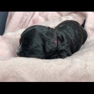 Cavapoo - Both
